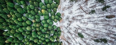 Regolamento UE deforestazione: Parlamento approva la proroga di un anno 